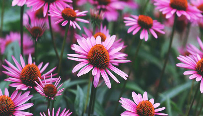 Mata de Echinacea purpurea en flor, con pétalos rosados y centro anaranjado