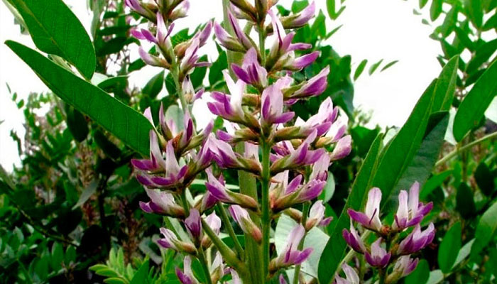 Inflorescencias lilas y blancas de Glycyrrhiza glabra entre hojas pinnadas