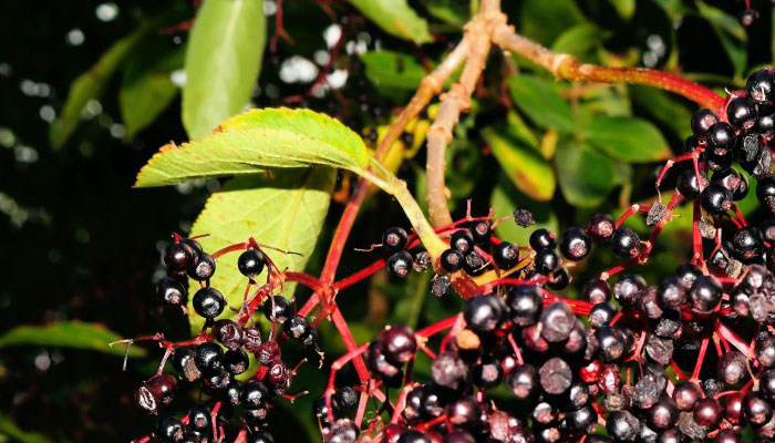Racimos de frutos negros de Sambucus nigra sobre pedicelos rojos