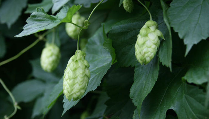 Conos de lúpulo en la planta