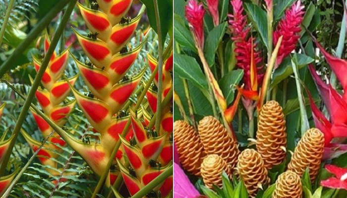 Inflorescencia de heliconia con brácteas rojas y amarillas junto a jengibres ornamentales
