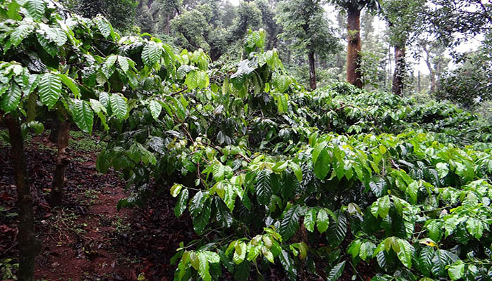 Cafetos cargados de hoja bajo árboles de sombra en una plantación