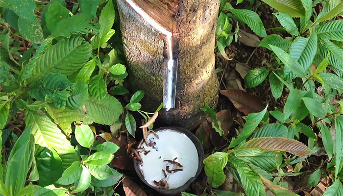 Corte en la corteza de un árbol del caucho con el látex cayendo en un cuenco