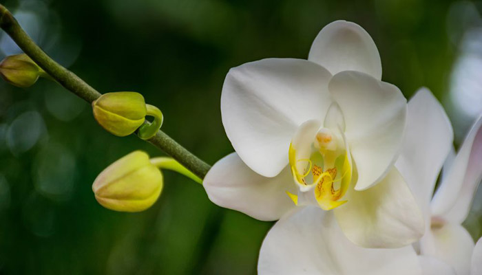 Flor blanca de orquídea Phalaenopsis abierta, con botones en la misma vara