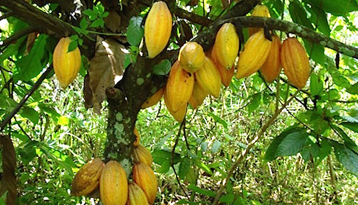 Mazorcas amarillas de cacao saliendo directamente del tronco del árbol