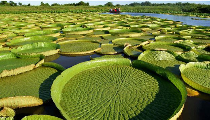 Superficie de agua cubierta por hojas circulares gigantes de Victoria amazonica