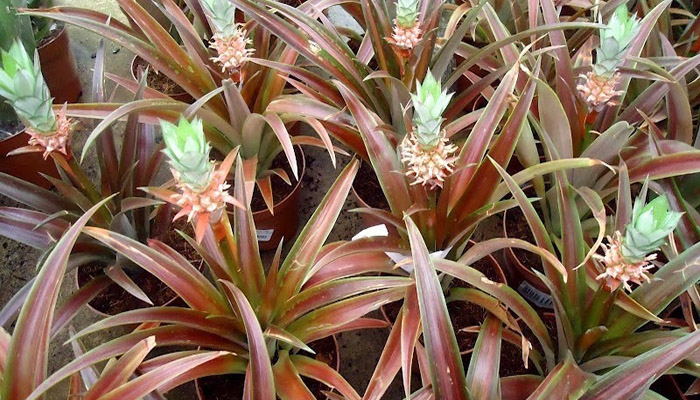 Bromelias cultivadas en maceta, con la roseta de hojas y la inflorescencia central