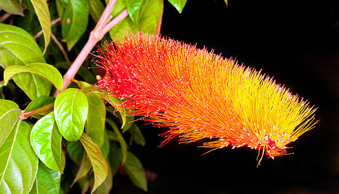 Inflorescencia en forma de cepillo, con estambres rojos y anaranjados