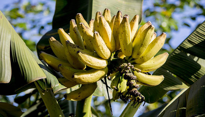Racimo de plátanos madurando en la planta, entre hojas grandes