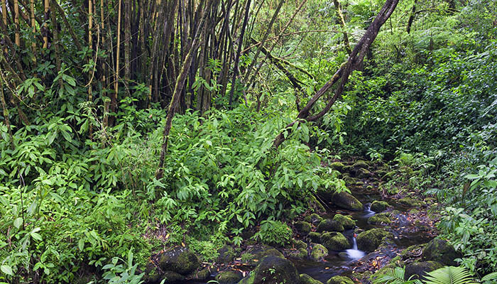 Interior de un bosque tropical húmedo con arroyo, helechos y vegetación densa