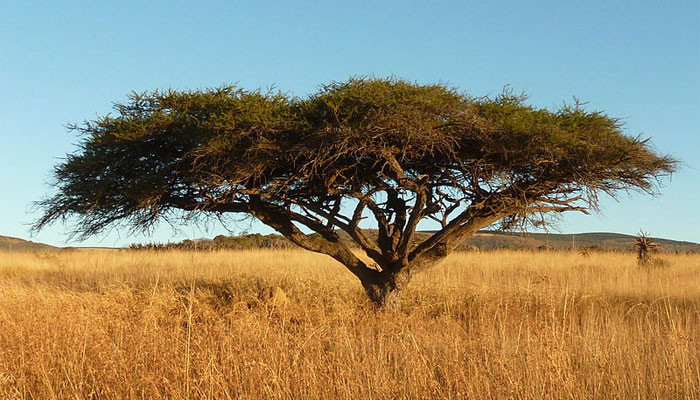 Acacia de copa plana aislada en un pastizal seco de sabana