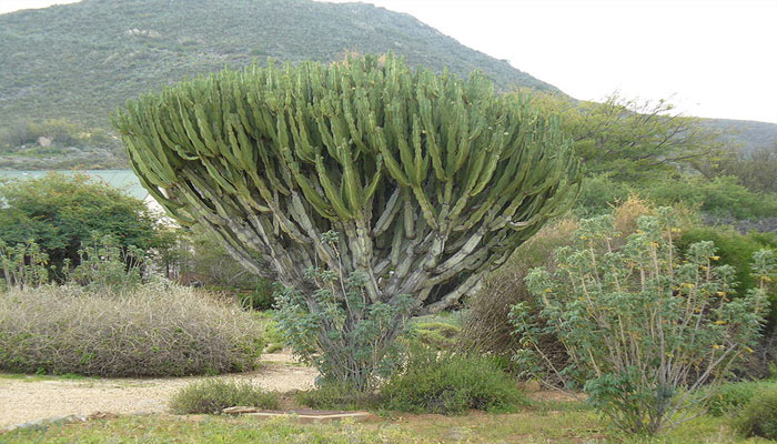 Euforbia arborescente con tallos verdes acostillados formando una copa de candelabro