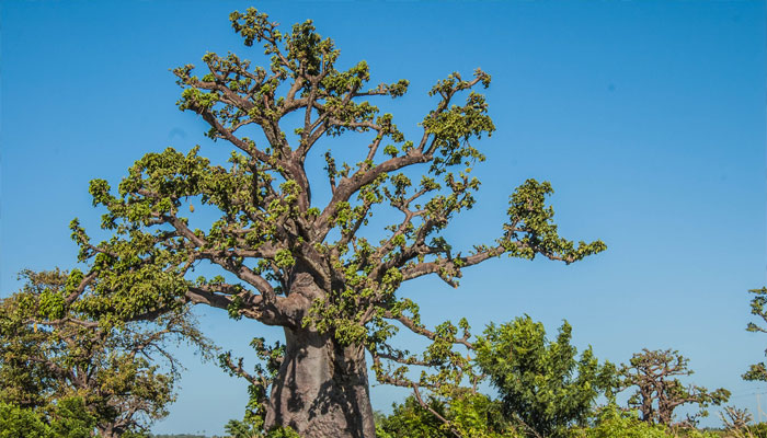 Baobab africano con tronco muy grueso y ramas gruesas con poca hoja