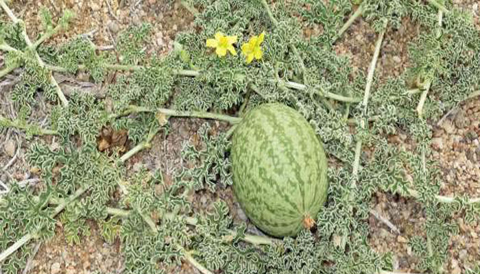 Fruto redondeado de una cucurbitácea silvestre sobre suelo arenoso, con tallos rastreros