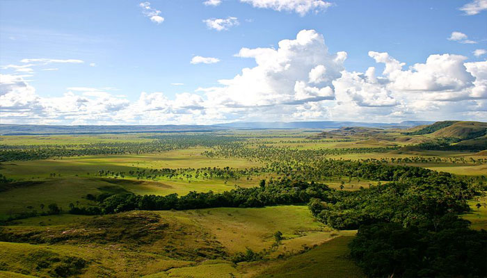 Paisaje de sabana con pasto continuo, arbolado disperso y bosque en las vaguadas