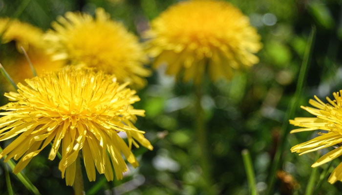 Capítulos amarillos de diente de león