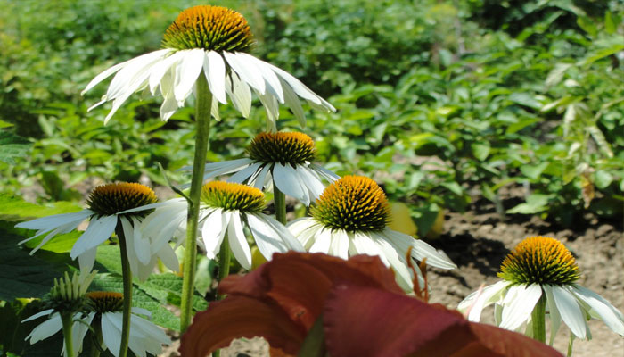 Capítulos de equinácea de flor blanca