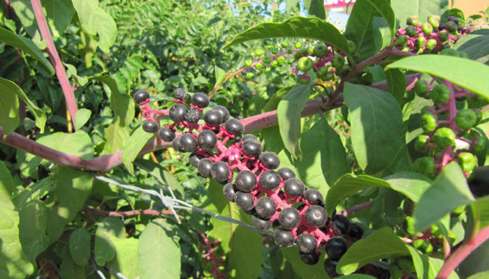 Racimos de bayas de Phytolacca americana