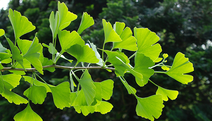 Rama de Ginkgo biloba con sus hojas en forma de abanico