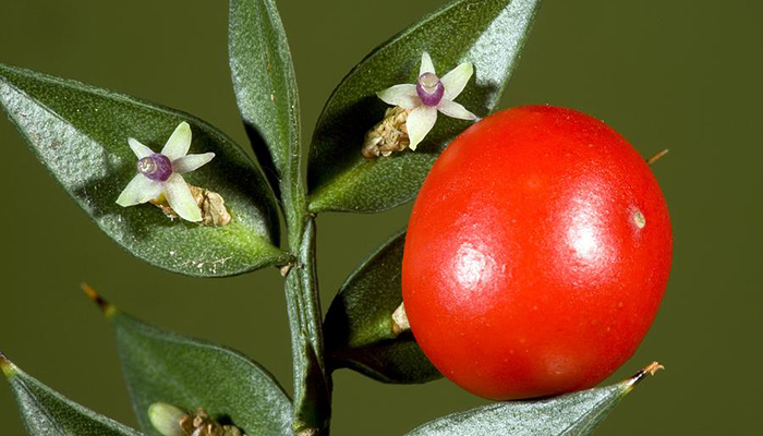 Ruscus aculeatus con una flor y una baya roja naciendo sobre el cladodio