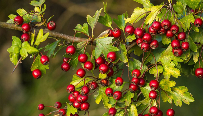 Rama de espino albar cargada de frutos rojos en otoño