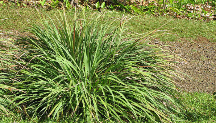 Mata densa de Cymbopogon de hojas largas y arqueadas en un jardín