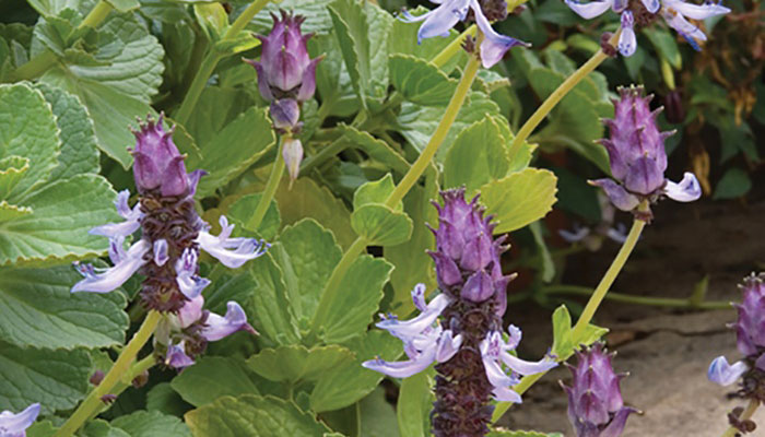 Mata de Coleus caninus con espigas de flores azul lila y hojas aterciopeladas