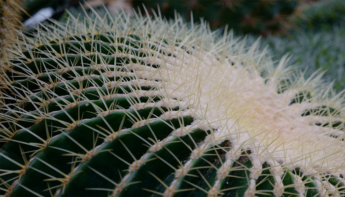 Primer plano de las espinas amarillas de un cactus Echinocactus