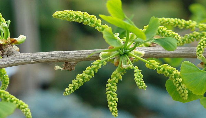 Rama de ginkgo con amentos masculinos colgantes y hojas jóvenes en abanico