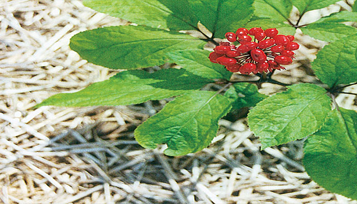 Planta de Panax con hojas palmeadas y una umbela de frutos rojos, sobre un lecho de paja