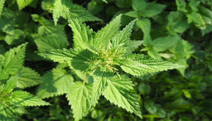 Planta de Urtica dioica vista desde arriba, con hojas dentadas opuestas