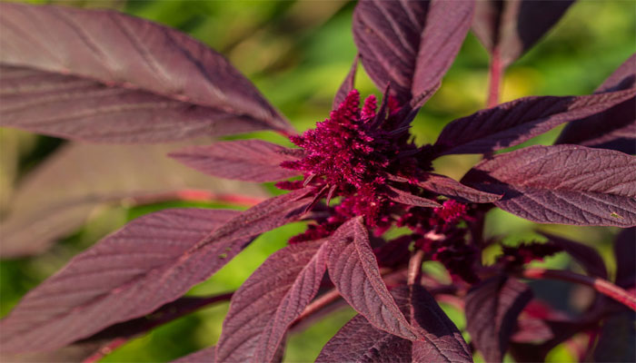Hojas y espiga florales de color púrpura intenso de una planta de amaranto
