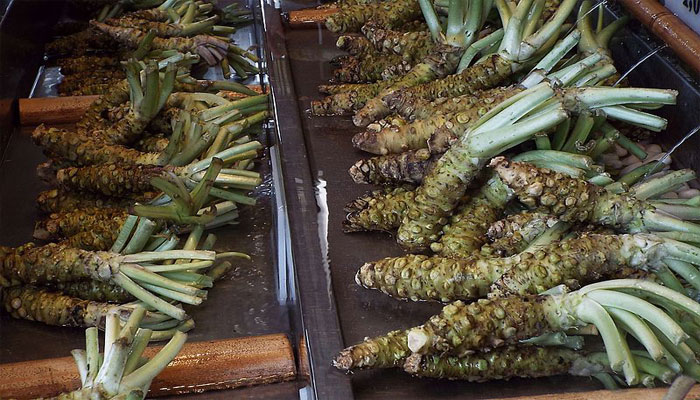 Rizomas de wasabi verdadero colocados en bandejas con agua corriente
