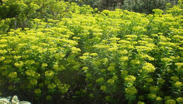 Masa de euforbias en flor con inflorescencias amarillo verdosas