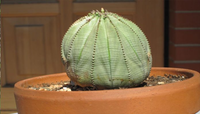 Euphorbia obesa, bola verde grisácea con costillas marcadas, en maceta de barro