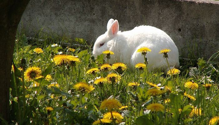 Conejo blanco comiendo entre hierba y flores de diente de león