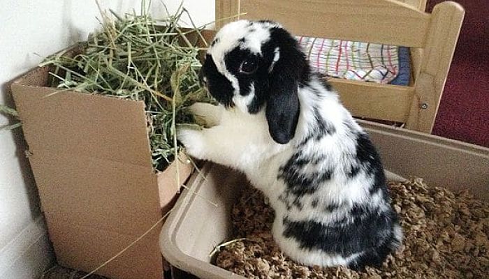 Conejo doméstico comiendo heno de una caja dentro de casa