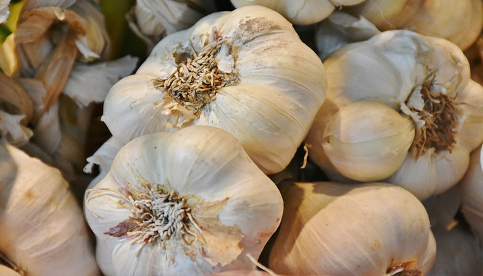 Montón de cabezas de ajo blanco recién curadas