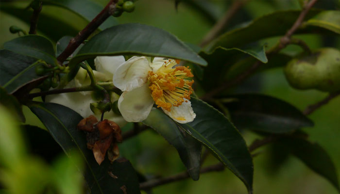 Flor blanca con estambres amarillos de Camellia sinensis en la rama