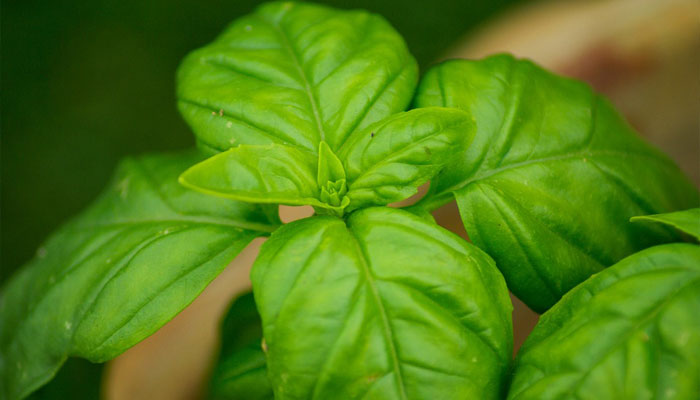 Brotes de albahaca de hoja grande y verde intenso