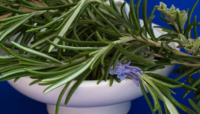 Ramas de romero con flores azuladas sobre un mortero blanco