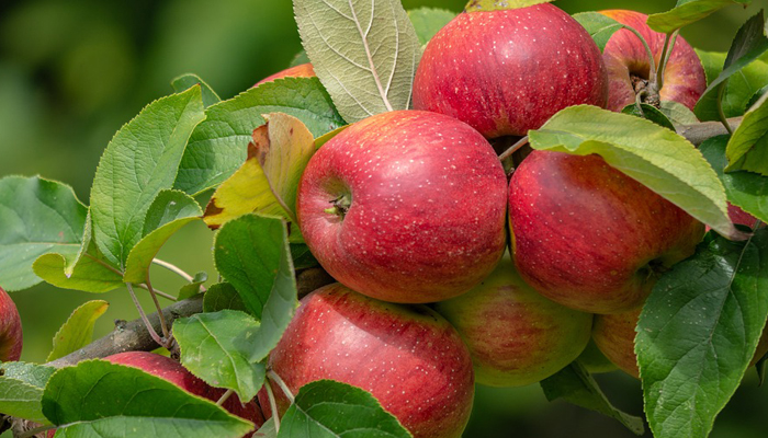 Manzanas en el árbol