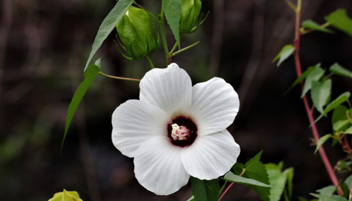 Flor blanca de hibisco con el centro rojo oscuro