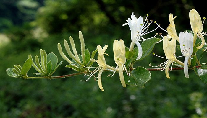 Flores blancas y amarillas de madreselva japonesa, Lonicera japonica