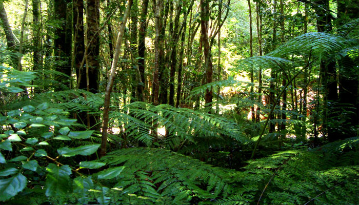 Interior de un bosque templado húmedo con helechos y troncos cubiertos de musgo