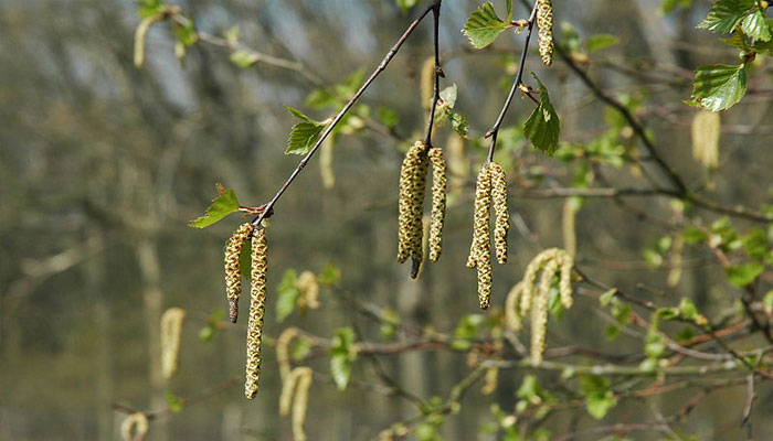 Ramas de abedul en primavera con amentos colgantes y hojas recién brotadas