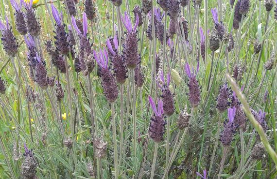 Lavanda en flor
