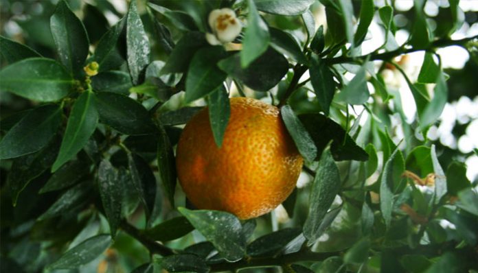 Naranja en el árbol