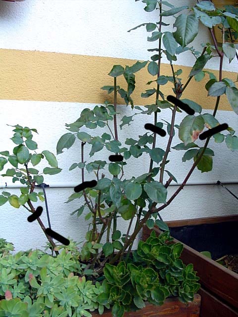 Las podas de verano del híbrido de té