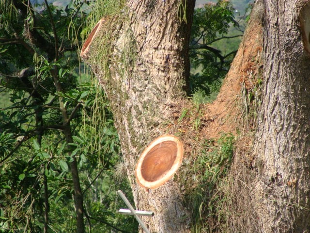 Árbol adulto con la copa reducida a muñones tras una poda severa